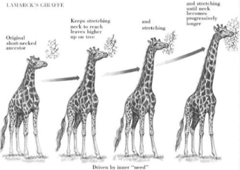 <p><span><em> Information on the early developmental environment can be passed on to the next generation.</em></span></p><img src="https://assets.knowt.com/user-attachments/e91b63d2-9706-4459-be3a-de421597a18f.png" data-width="25%" data-align="center" alt=""><p></p>