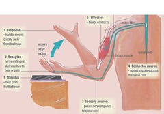 <p>rapid and automatic response to a stimulus that can protect and organism from harm</p>