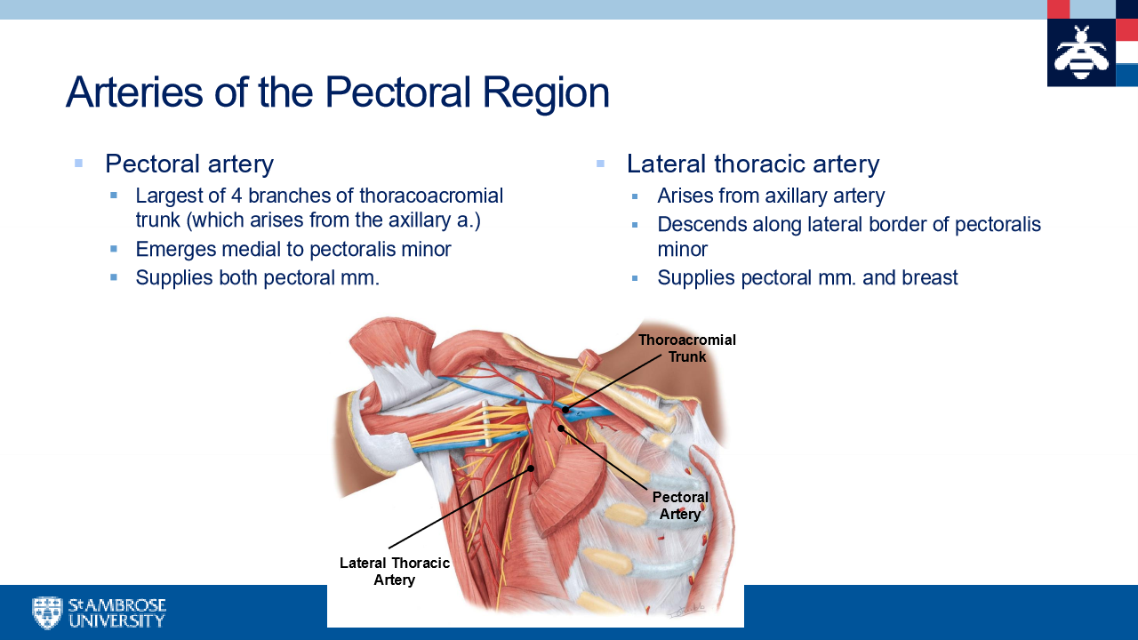 <p>pectoral artery runs with lateral pectoral nerve </p>