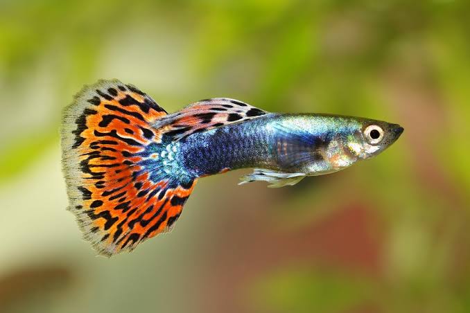 <p>guppy</p>
