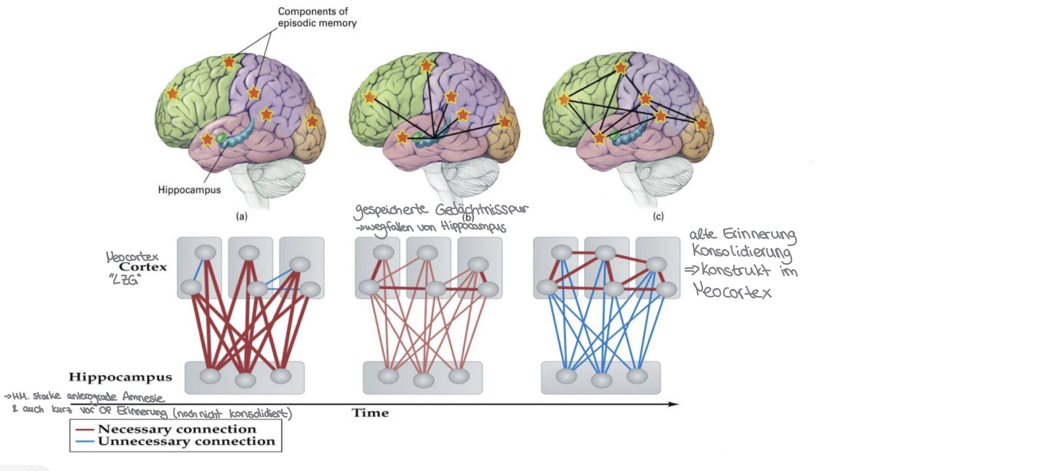 <p>Hippocampus vor allem wichtig für die Kodierung der Informationen und Konsolidierung der Gedächtnisinhalte </p><p></p><p>Schlussfolgerung → Für den Abruf bereits länger gespeicherter Informationen scheint der Hippocampus nicht benötigt zu werden </p>