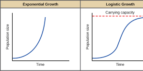 <p><strong>Exponential:</strong></p><p>- Associated with r-selected (opportunistic) species:</p><ul><li><p>Little to no parenting.</p></li><li><p>Rapid maturation.</p></li></ul><p>- Maximize their reproduction/growth rate by producing many offspring with minimal parental care to quickly populate unstable environments.</p><p>- Density-independent population regulation.</p><p>- Results in J-shaped curve.</p><p><strong>Logistical:</strong></p><p>- Associated with k-selected (equilibrial) species:</p><ul><li><p>Intensive parenting.</p></li><li><p>Slow maturation.</p></li></ul><p>- Fewer, high-quality offspring to live near the environment's carrying capacity; rate of increase declines as carrying capacity is reached.</p><p>- Density-dependent population regulation.</p><p>- Results in S-shaped curve.</p>