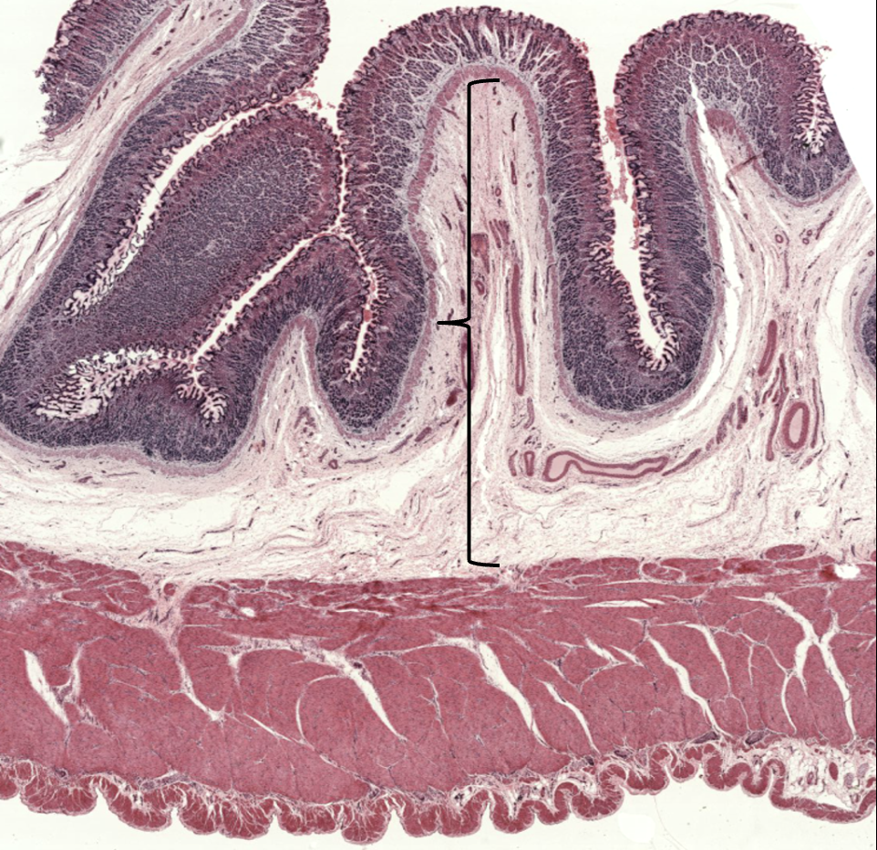 <p>What layer is this?</p>