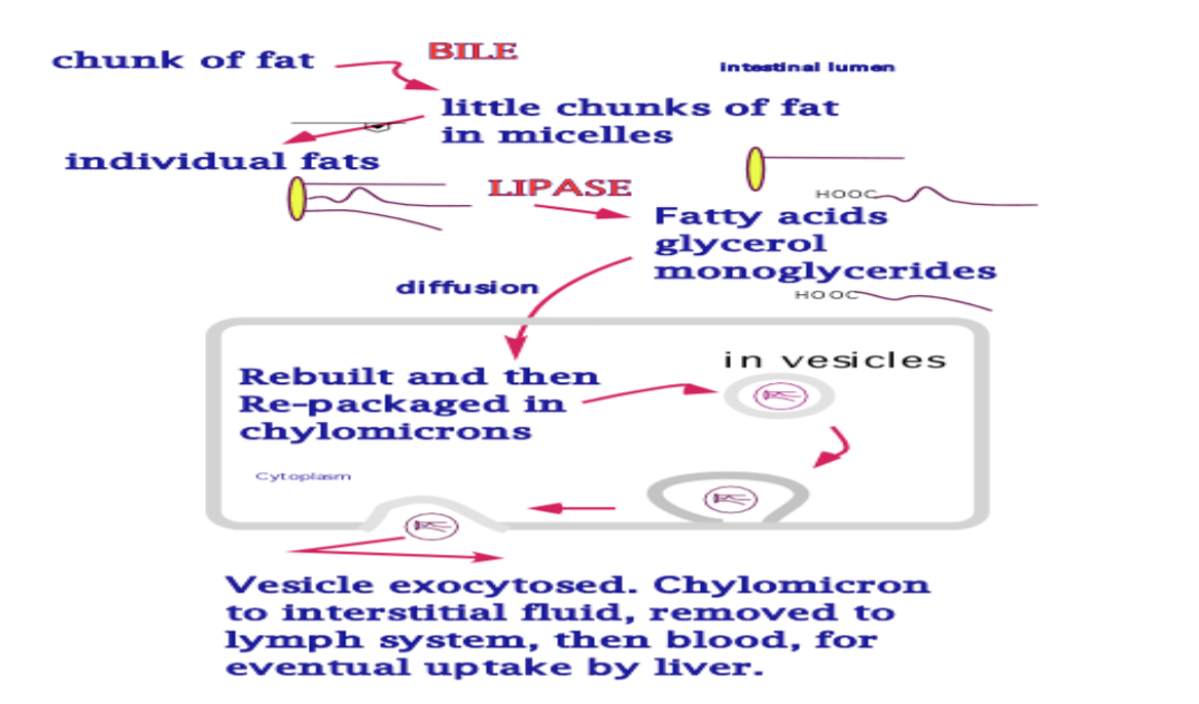 <p>Chunk of fat</p><p>↓ BILE</p><p>little chunks of fat in micelles</p><p>↓ BILE</p><p>individual fats</p><p>↓ LIPASE</p><p>cut into fatty acids, glycerol, and monoglycerides</p><p>↓</p><p>diffused into the brush border cell</p><p>↓</p><p>rebuilt and then repackaged into chylomicrons</p><p>↓</p><p>chylomicrons are packaged into vesicles that are exocytosed from the basolateral to the IF</p><p>↓</p><p>vesicles are removed to the lymph system, then into blood, then are eventually uptaken by the liver (and sometimes the tissues as well where they deal with VLDLs and LDLs)</p><p>↓</p><p>Once in the liver the chylomicrons are taken apart, the fats cut them into monomers and then they are re-used. The liver can make any non-essential nutrient from fats, including new fats and cholesterol.</p>
