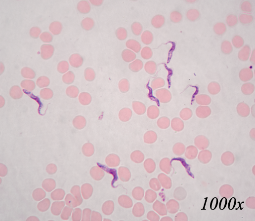 <p>What organism is this?</p>
