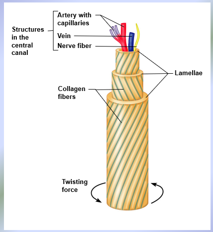 <p>Single Osteon</p>