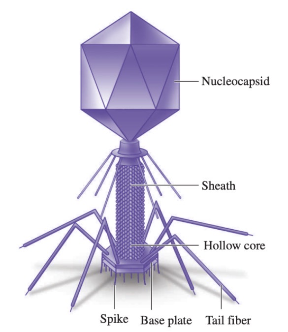 <p>T2 bacteriophage</p>