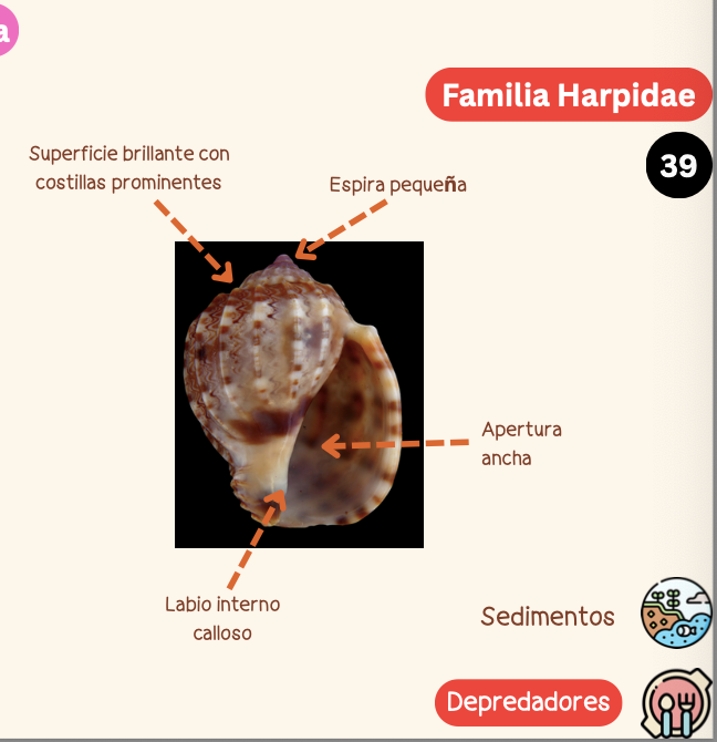 <p><strong>FILO </strong>Mollusca<strong><br>CLASE </strong>Gastropoda<br><strong>SUBCLASE </strong>Caenogastropoda<br><strong>ORDEN </strong>Neogastropoda<br><strong>FAMILIA </strong>Harpidae<strong><br>CARACTERÍSTICAS </strong><br><strong>RÁDULA </strong>Raquiglosa<strong><br>ALIMENTACIÓN </strong>Depredadores<strong><br>HÁBITAT </strong>Sedimentos</p>