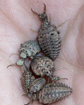 <p>Neuroptera</p>
