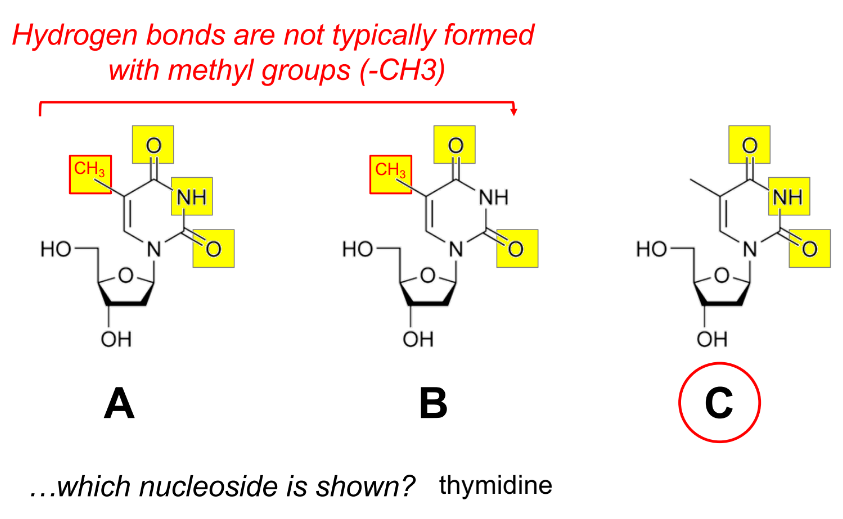 <p>C</p><p>thymidine (“-side”)</p><p>__</p><p><strong><u>hydrogen bonds aren’t usually formed w/ methyl groups (CH<sub>3</sub>)</u></strong></p>