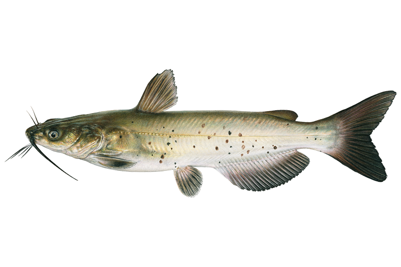 <p>Ictaluridae</p><p><span style="line-height: 115%;">Ictalurus punctatus (Channel catfish) </span></p>