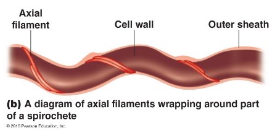 <p>Found mostly inside <strong>spiral</strong>-<strong>shaped bacteria</strong>, where it causes the <strong>bacteria </strong>to move in a <strong>spiral motion</strong></p>