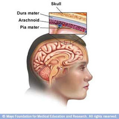 <p>comprised of the dura mater, arachnoid mater, and pia mater; lines the cavity and surround the brain and spinal cord; contains cerebrospinal fluid between the arachnoid mater and pia mater in the subarachnoid space</p>
