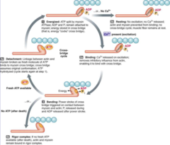 <p>ATP</p><p>(it binds and triggers detachment)</p>