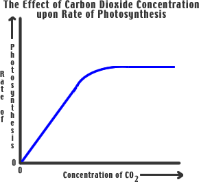 <p>Carbon dioxide is one of the substrates for photosynthesis. Therefore, the higher the concentration, the faster the rate will be, until it reaches a maximum rate, and then it begins to plateau. This is because after a certain amount, all active sites are occupied. </p>
