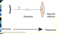 <p>- Older theory that focuses on reflexes as the name sounds</p><p>- These reflexes are the building blocks of movement according to this theory. </p><p>- Reflex building blocks of complex behavior - reflexes chained together to form movement </p><p>- One of the biggest arguments of this theory is that movement does happen in the absence of sensory stimulation or in those who do not have full sensory input.</p><p>*Limitations: First, the reflex cannot be considered the basic unit of behavior if both spontaneous and voluntary movements are recognized as acceptable classes of behavior, because the reflex must be activated by an outside agent.</p><p>- Second, the the theory does not adequately explain and predict movement that occurs in the absence of a sensory stimulus. More recently, it has been shown that animals can move in a relatively coordinated fashion in the absence of sensory input. </p><p>- Third, the theory does not explain fast movements, that is, sequences of movements that occur too rapidly to allow for sensory feedback from the preceding movement to trigger the next.</p><p>- For example, an experienced and proficient typist moves from one key to the next so rapidly that there is no time for sensory information from one keystroke to activate the next.</p><p>- Movement CAN occur without sensory input </p><p>- Fourth, the concept that a chain of reflexes can create complex behaviors fails to explain the fact that a single stimulus can result in varying responses depending on context and descending commands.</p><p>- For example, there are times when we need to override reflexes to achieve a goal. Normally touching something hot results in the reflexive withdrawal of the hand. However, if our child is in a fire, we may override the reflexive withdrawal in order to pull the child from the fire. Finally, reflex chaining does not explain the ability to produce novel movements. Novel movements put together unique combinations of stimuli and responses according to rules previously learned. A violinist who has learned a piece on the violin and also knows the technique of playing the cello can play that piece on the cello without necessarily having practiced it on the cello. The violinist has learned the rules for playing the piece and has applied them to a novel situation.</p><p>*Clinical Implications: How might this theory of motor control be used to interpret a patient's behavior and serve as a guide for the therapist's actions? If chained or compounded reflexes are the basis for functional movement, clinical strategies designed to test reflexes should allow therapists to predict function. In addition, a patient's movement behaviors would be interpreted in terms of the presence or absence of controlling reflexes. Finally, retraining motor control for functional skills would focus on enhancing or reducing the effect of various reflexes during motor task</p><p>- Some of our functional movements dont go to our higher processing centers</p><p>*Have been useful in explaining certain stereotyped patterns of movement and the top down hierarchial is helpful as well, but it leaves much about movement unexplained </p><p>- Lack of reflexes can help us understand extent of damage</p>