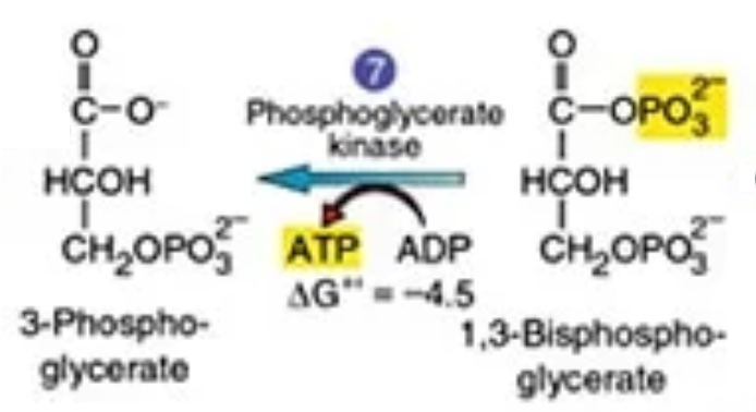 <p>What is the 8th step of glycolysis?</p>
