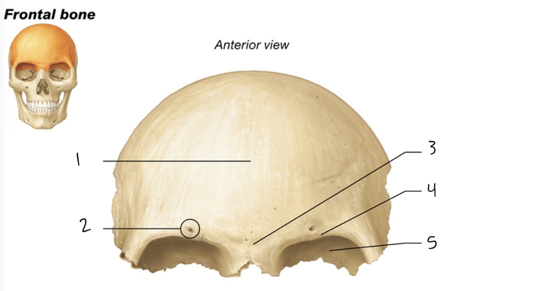 <p>4</p>
