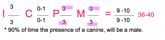 <p>Which animal does this correspond to?</p><p>a) dog</p><p>b) pig</p><p>c) horse</p><p>d) ox</p>