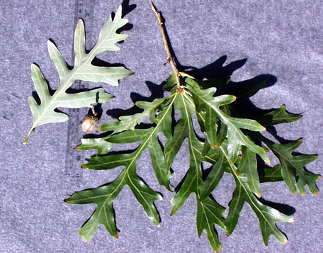 <p>scientific name</p>