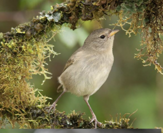 <ul><li><p><em>Certhidea fusca</em></p></li><li><p>least concern</p></li><li><p>these finches are found mostly on smaller, drier islands</p></li></ul><p></p>
