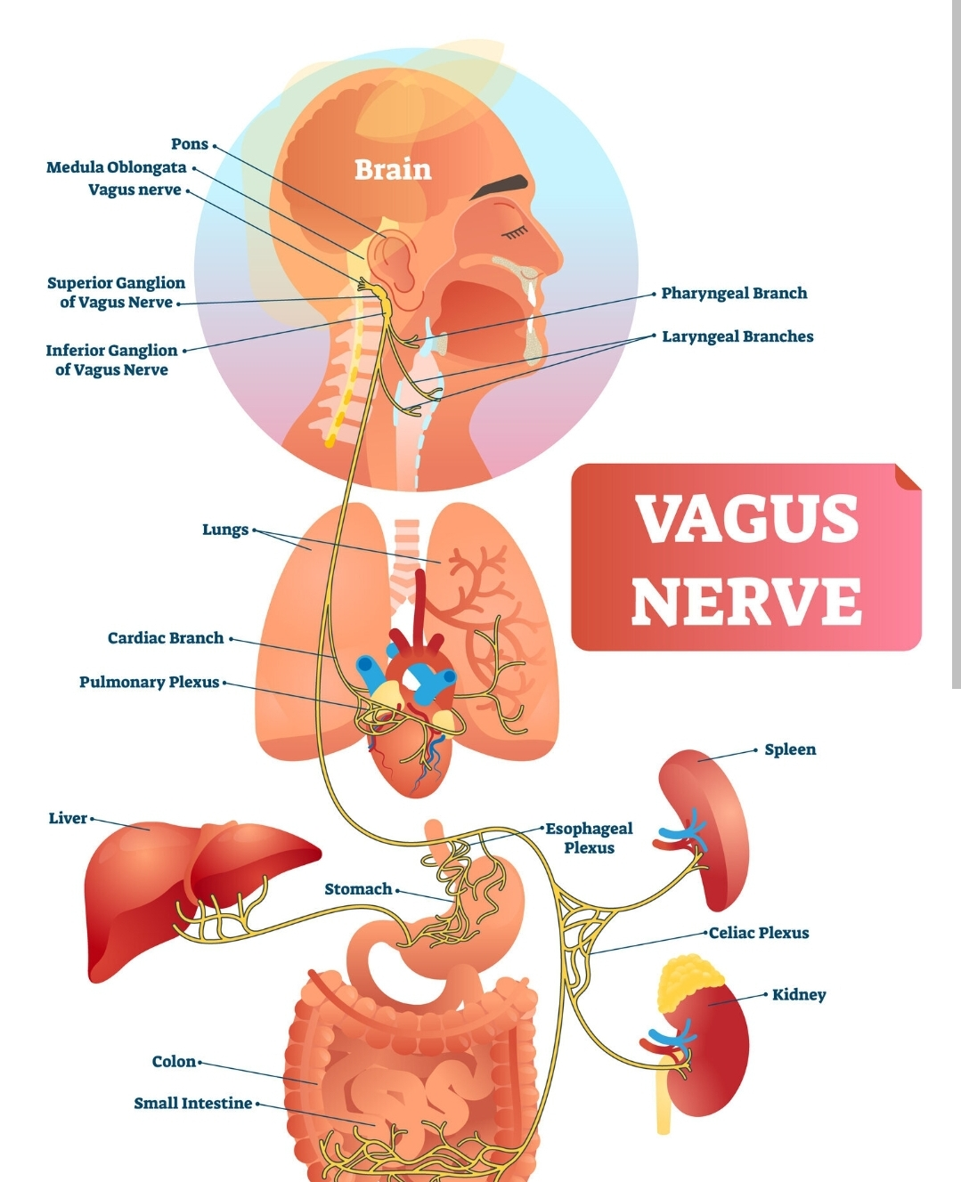 <p>-koponyából KI:<strong> foramen jugulare</strong></p><p>-érző dúcok:</p><ul><li><p><strong>Ganglion superius</strong>: foramen jugulareben</p></li><li><p><strong>Ganglion inferius</strong>: foramen jugulare alatt</p></li></ul><p>-lefutása:</p><ol><li><p><strong>nyaki</strong> szakasz: nyaki ér-ideg tokban</p></li><li><p><strong>mellkasi</strong> szakasz: felső és hátulsó mediastinumban</p></li><li><p><strong>hasi</strong> szakasz: rekeszizom nyelőcsői nyílásán jut a hasüregbe</p></li></ol><p></p>