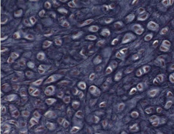 <p>what type of tissue is this? </p>