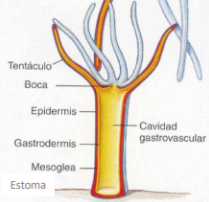 <p>¿Qué es? Caracteristicas</p>