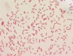 <p>gram - rod</p>