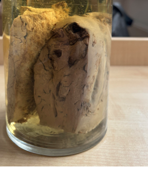 <p>přežvýkavci</p>