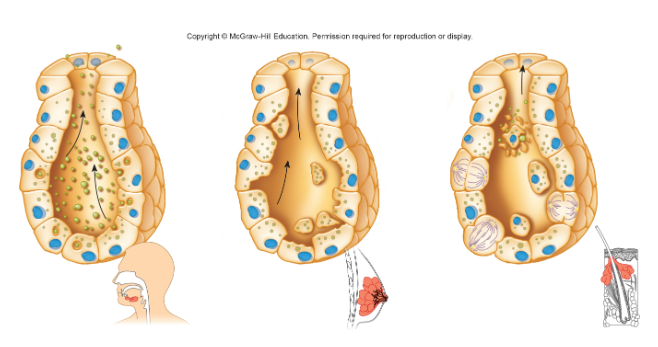 <p>Apocrine</p>
