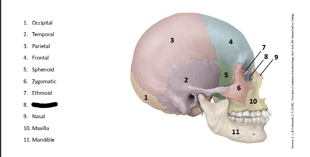 <p>What landmark within the <strong>Skull? (LATERAL)</strong></p>