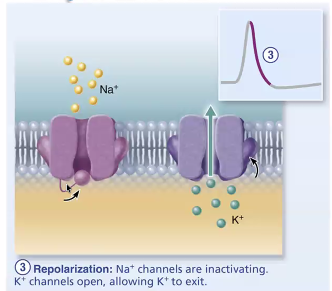 <p>Repolarization</p>