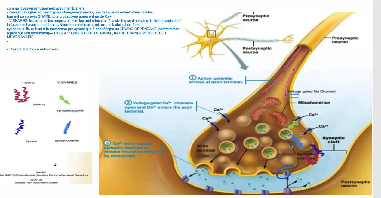 <ul><li><p>Il y a 2 familles prot: T-SNARE (attachée à membrane) & V-SNARE (attachées à vésicules) qui sont activées avec entrée de Ca</p></li><li><p>Une fois signal Ca, Vsnare sont activés—-complexe snare forme, tire vesicules & permettent de se fusionner avec membrane & secretion du neurotransmetteur dans fente synaptique via exocytose.</p></li><li><p>Ils se lient à la membrane post-synaptique à des réécpteurs LIGAND DEPENDANT (contrairement à previous volt dependant)--- TRIGGER OUVERTURE DE CANAL via changement conformationnel, INDUIT CHANGEMENT DE POT MEMBRANAIRE de membrane post, les choses continuent. </p></li></ul><p>On est passé de signal voltage dépendant à message biochimique.</p>