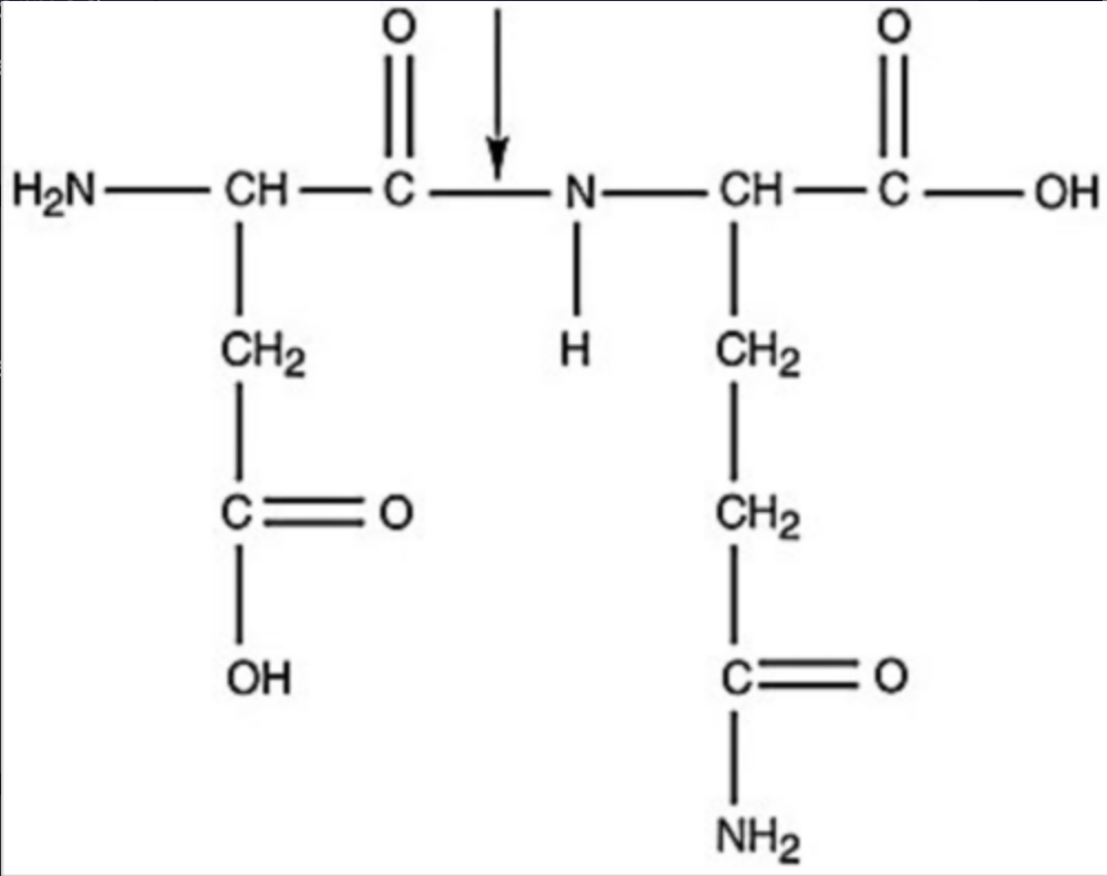 <p><span>What kind of bond is at the arrow in Figure 2.3?</span><br><br><span>disulfide bridge</span><br><br><span>peptide bond</span><br><br><span>double covalent bond</span><br><br><span>ionic bond</span><br><br><span>hydrogen bond</span></p>