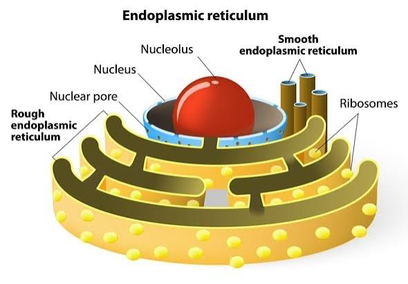 <p>Smooth ER: <span>synthesizes lipids, detoxifies drugs and poisons, stores Calcium</span><br>Rough ER: <span>ribosomes inside that secrete glycoproteins and distributes transport vesicles; membrane factory of the cell</span></p>