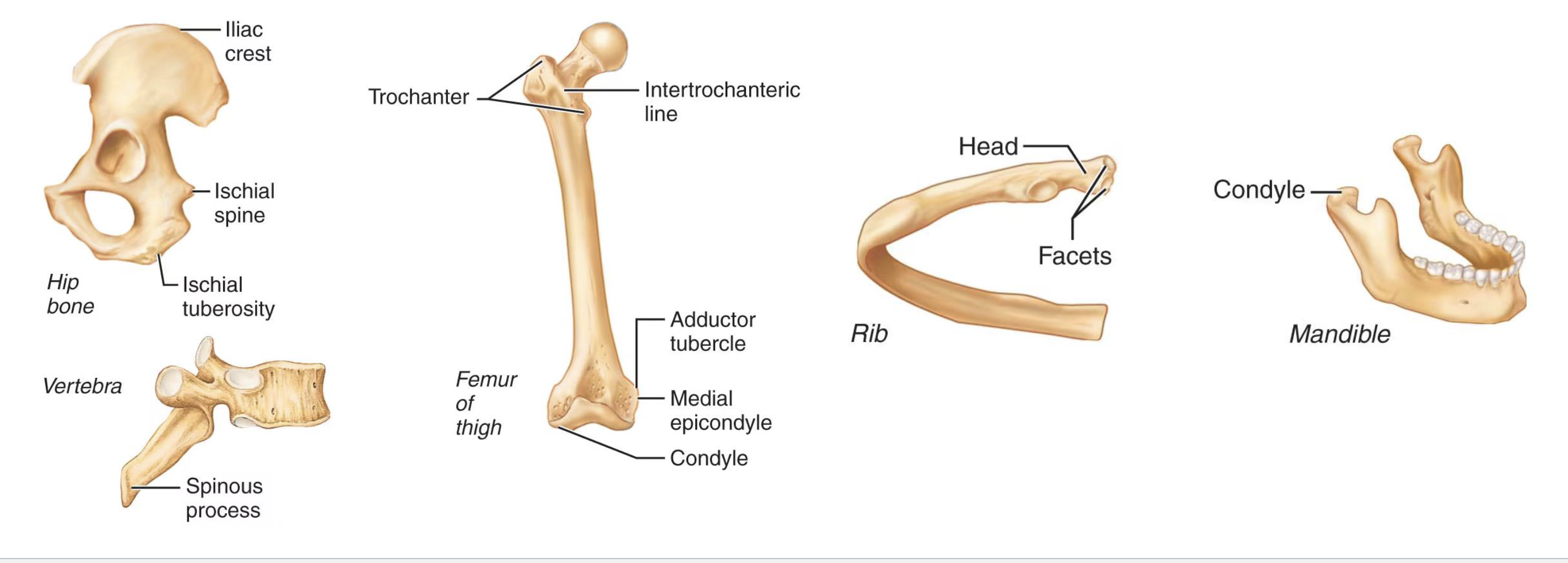 <ol><li><p>Sites of muscle and ligament attachment</p><ul><li><p>Tuberosity, crest, trochanter, line, tubercle, epicondyle, spine, process</p></li></ul></li><li><p>Help form joints</p><ul><li><p>Head, facet, condyle, ramus</p></li></ul></li></ol><p></p>