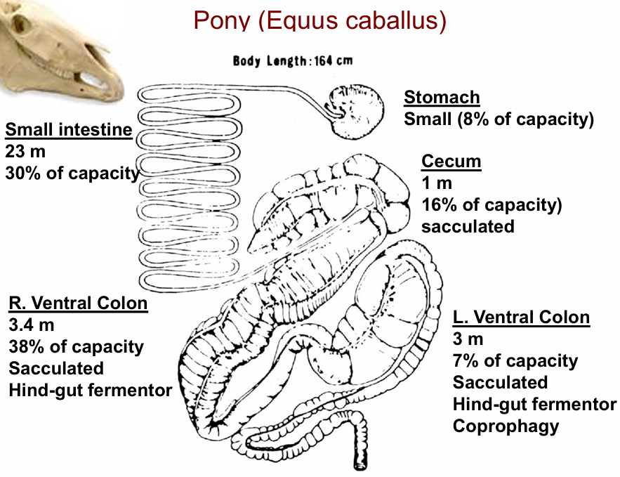 <p><span style="background-color: transparent;">Horses, zebras, elephants, rabbits, guinea pig, some birds</span></p><ul><li><p><span style="background-color: transparent;">Enlarged cecum (hind-gut) & large intestine </span></p></li></ul><p></p>