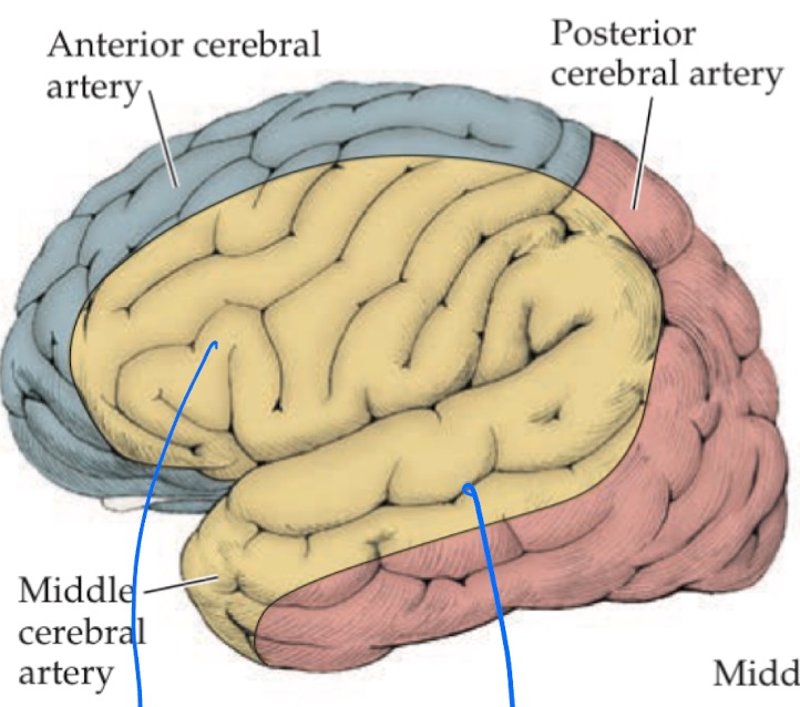 <p>Superior MCA: Lateral surface of cortex anterior frontal lobe to anterior parietal lobe</p><p>Inferior MCA: Anterolateral (Superior surface) of temporal lobe</p>