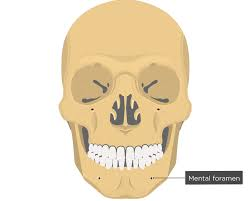 <p>round or oval opening through the bone</p>