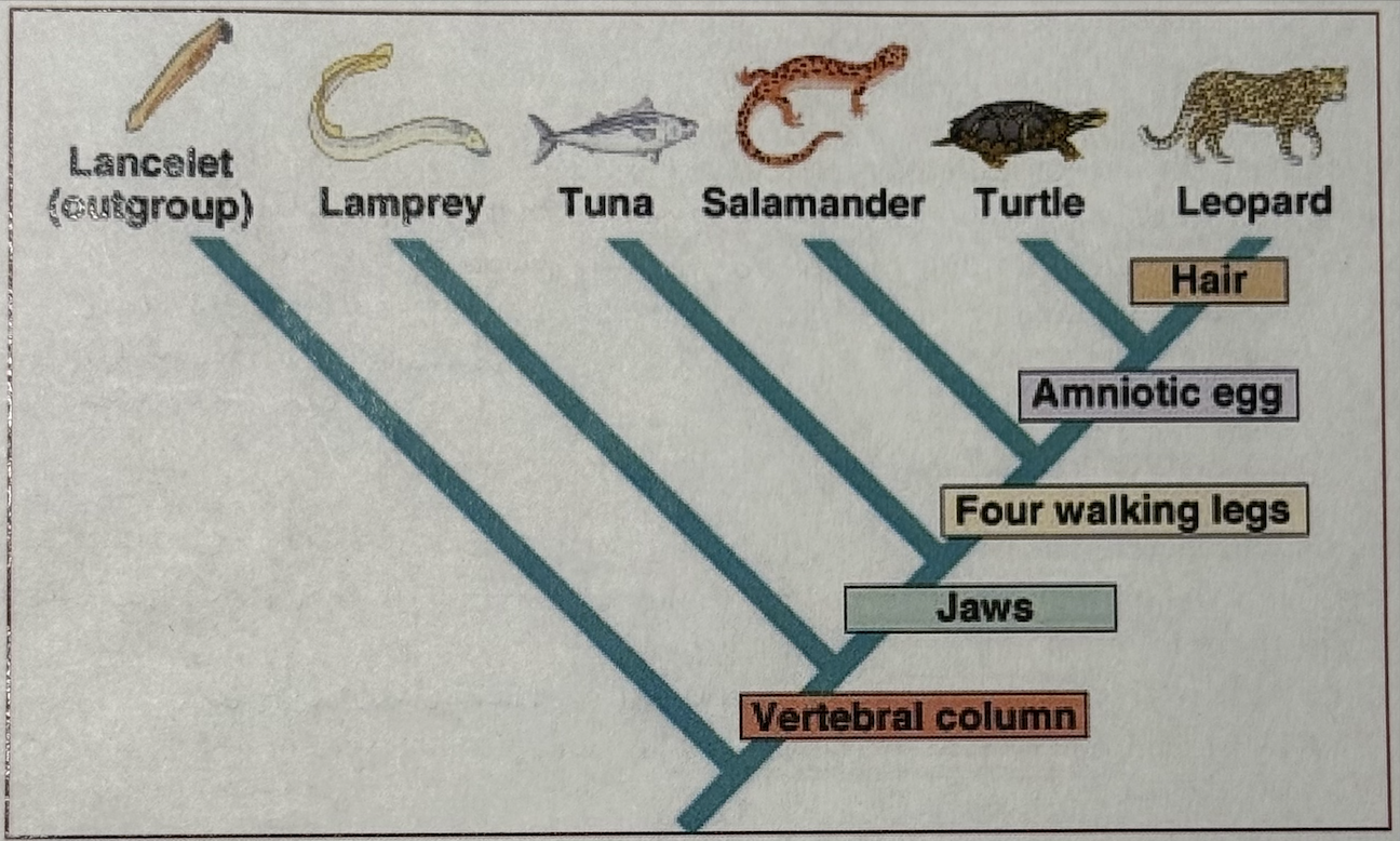 <p>According to this cladogram, ______ is a shared derived character for both the turtle and the leopard.</p><p>a. four walking legs</p><p>b. amniotic egg</p><p>c. hair</p><p>d. jaws</p>
