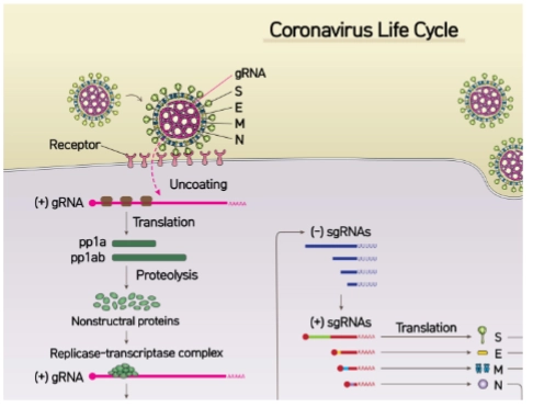 <ul><li><p><strong>Direct aan de slag:</strong> Omdat het genoom uit <strong>(+)ssRNA</strong> bestaat, herkent het menselijke ribosoom dit direct als een bruikbaar mRNA.</p></li><li><p><strong>De eerste eiwitten:</strong> De cel gaat het binnengekomen RNA <em>meteen</em> vertalen (<strong>Translation</strong>) naar de eiwitketens <strong>pp1a</strong> en <strong>pp1ab</strong>.</p></li><li><p><strong>Geen polymerase in het virion:</strong> Het virus hoeft dus—in tegenstelling tot Influenza—<strong>geen</strong> kant-en-klaar kopieerenzym (RdRp) mee te smokkelen <em>binnenin</em> het virusdeeltje. Het virus laat de gastheercel dit enzym simpelweg na binnenkomst direct zelf maken.</p></li></ul><p></p>