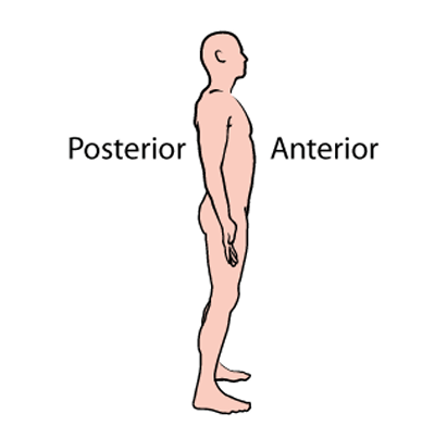 <p>posterior</p>
