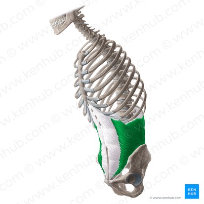 <p>M. obliquus internus abdominis</p>