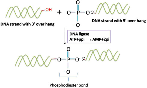 <p>a reaction with the ligation of two substrates at the expense of ATP hydrolysis</p>