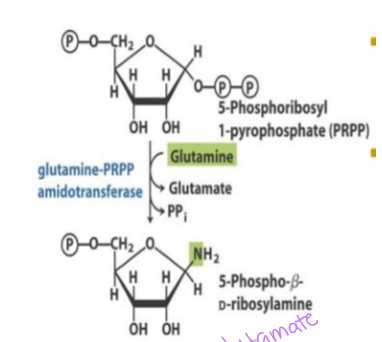 <p>phosphoribosyl pyrophosphate reacts with glutamine to start the formation of the purine ring, which requires the enzyme glutamine-PRPP amidotransferase - THIS IS THE RATE-LIMITING STEP - forms a glycolsidic bond</p>
