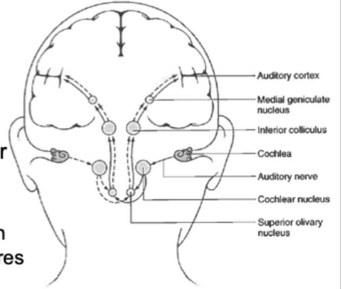 <ol><li><p>synapses from the cochlea to the cochlear nucleus</p></li><li><p>Superior olivary nucleus</p></li><li><p>Inferior colliculus</p></li><li><p>Medial geniculate nucleus</p></li><li><p>Auditory cortex</p></li></ol><p></p><p>The signal arriving at the cochlear nucleus splits and goes to each of the superior olivary nuclei, beyond this point, input from both ears is present in both hemispheres.</p><p></p>