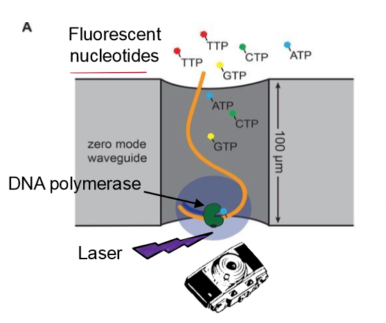 <ul><li><p>for sequencing an entire genome</p></li><li><p>SMRT sequencing (single-molecule real time sequencing)</p></li><li><p>long read length (high processsivity)</p></li><li><p>accurate</p></li><li><p>large outputs achieved by simultaneous analyis </p></li><li><p>uses fluorescently labeled dNTPS (regular 3’ OH) for continuous syntehsis of strands and records color as DNA is lengthened</p></li><li><p>results in a chromatograph with the order of nucleotides</p></li><li><p>can do for RNA as well to see what genes are being expressed at that moment</p></li></ul><p></p>
