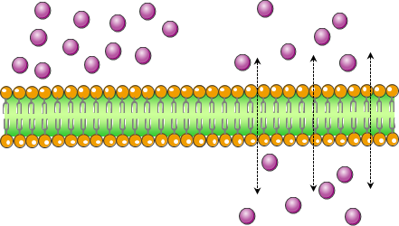 <p><span>You expose a plant cell to two different solutions. One that easily cross the bilayer, and one that cannot cross the bilayer. Which of the following correctly describes what you would see? (select all that apply)</span></p>