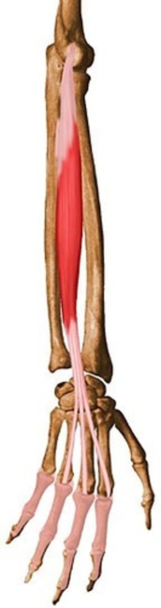 <p>Extends digits 2-5</p><p>O: humerus</p><p>I: phalanges of digits 2-5</p>